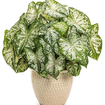 Caladium hortulanum Heart to Heart® 'Snow Flurry' (218061)