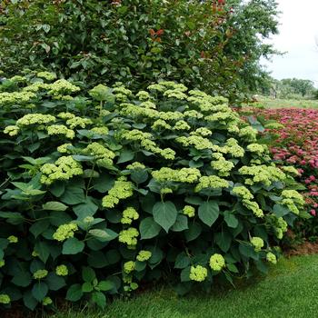 Hydrangea arborescens 'Invincibelle Sublime™' (218066)