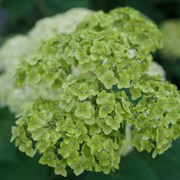 Hydrangea arborescens 'Invincibelle Sublime™' (218068)