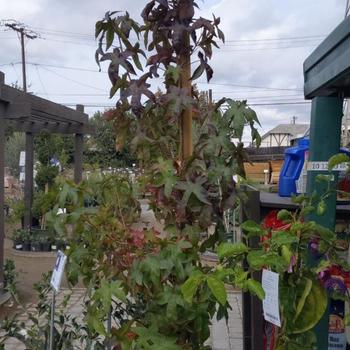 Liquidambar styraciflua 'Palo Alto' 