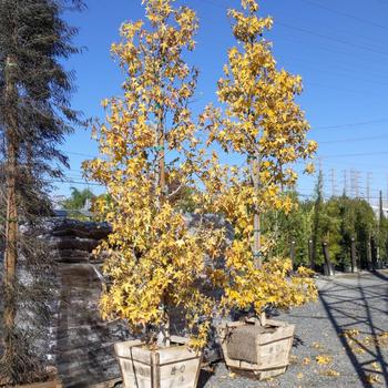 Liquidambar styraciflua 'Festival' 