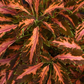 Coleus scutellarioides 'Coral Candy' (218722)