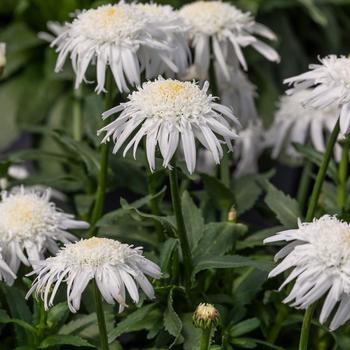 Leucanthemum x superbum 'Carpet Angel®' (218724)