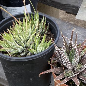 Haworthia fasciata