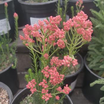 Ozothamnus diosmifolius 'Dark Pink' 