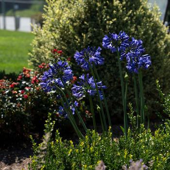 Agapanthus praecox Straight A® 'Purple Delight' (219121)