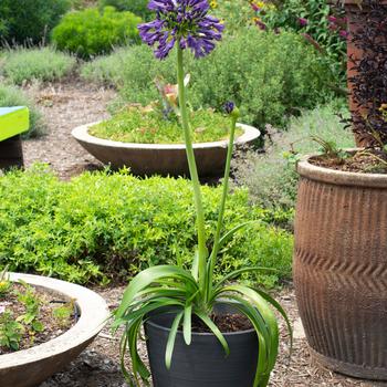 Agapanthus praecox Straight A® 'Purple Delight' (219122)