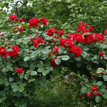 Rosa Arborose® 'Florentina™' (219129)