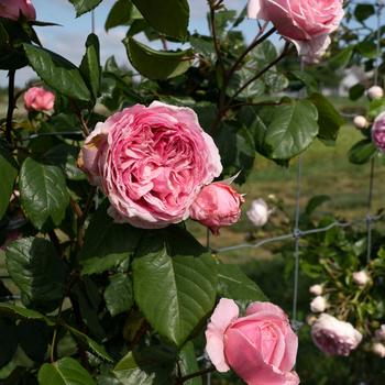 Rosa Arborose® 'Kiss Me Kate™' (219134)