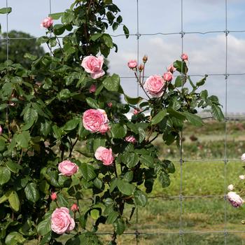 Rosa Arborose® 'Kiss Me Kate™' (219135)