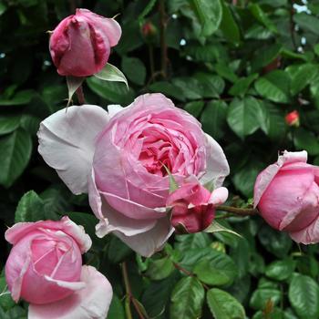 Rosa Arborose® 'Kiss Me Kate™' (219137)