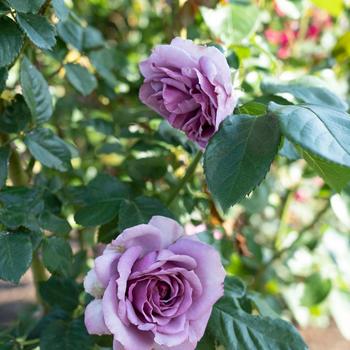 Rosa Arborose® 'Quicksilver™' (219143)