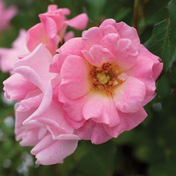 Rosa 'Blushing Drift®' (219178)