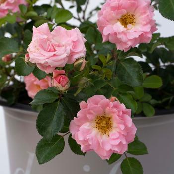 Rosa 'Blushing Drift®' (219179)