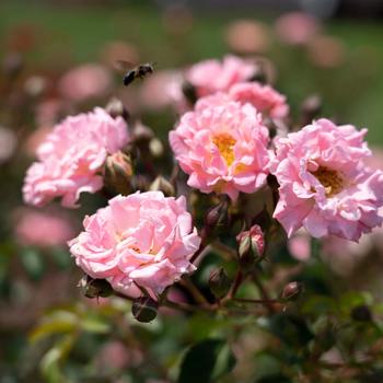 Rosa 'Blushing Drift®' (219180)