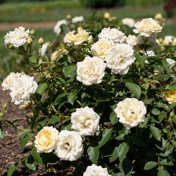 Rosa 'Buttercream Drift®' (219196)