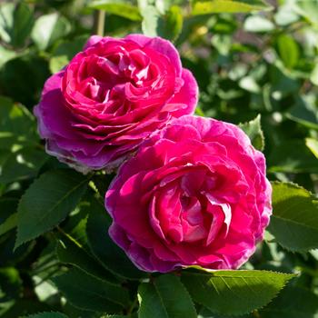 Rosa 'Raspberry Cupcake™' (219211)