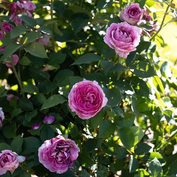 Rosa 'Raspberry Cupcake™' (219212)