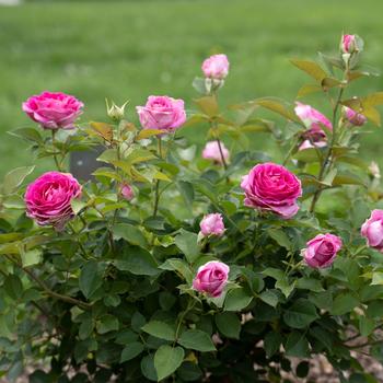 Rosa 'Raspberry Cupcake™' (219213)