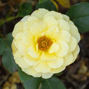 Rosa Sunblaze® '' (219214)