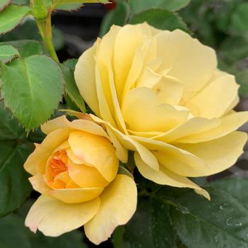 Rosa Sunblaze® '' (219218)