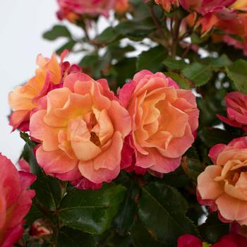 Rosa Sunblaze® '' (219221)