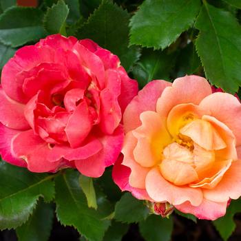 Rosa Sunblaze® '' (219223)