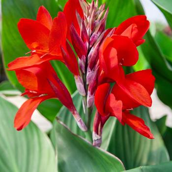 Phasion Variegated Canna Lily