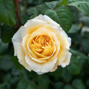 Rosa 'Moonlight Romantica®' (219331)