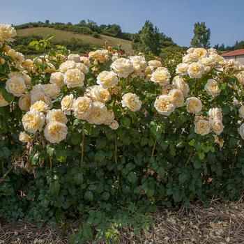 Rosa 'Moonlight Romantica®' (219332)