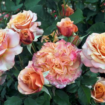 Rosa Sunbelt® 'Crazy Love™' (219346)