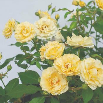 Rosa 'Buttercream Drift®' (219394)