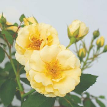 Rosa 'Buttercream Drift®' (219395)