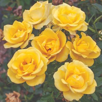 Rosa 'Gilded Sun™' (219397)