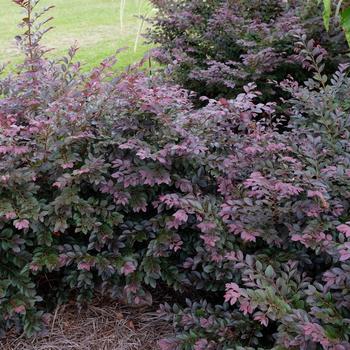 Loropetalum chinense 'Cerise Charm' (219416)