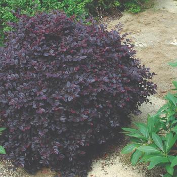 Loropetalum chinense 'Cerise Charm' (219417)