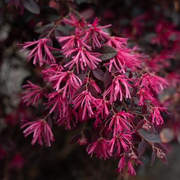 Loropetalum chinense 'Cerise Charm' (219418)