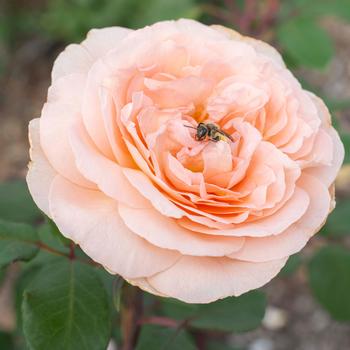 Rosa Parfuma® 'Bliss' (219465)