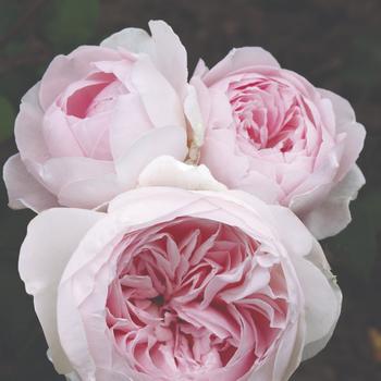 Rosa Parfuma® 'Earth Angel™' (219468)