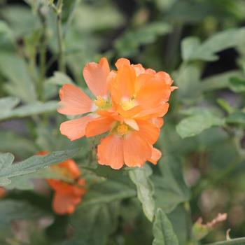 Sphaeralcea ambigua 'Orange Crush' (219496)