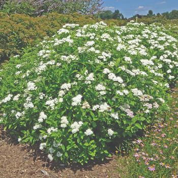 Spiraea japonica Empire® 'Yeti™' (219498)