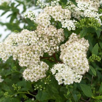 Spiraea japonica Empire® 'Yeti™' (219499)