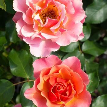 Rosa Tequila® 'Supreme' (219583)