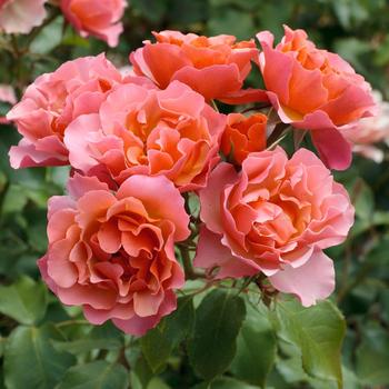 Rosa Tequila® 'Supreme' (219585)