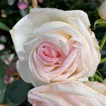 Rosa 'Top Cream™' (219588)