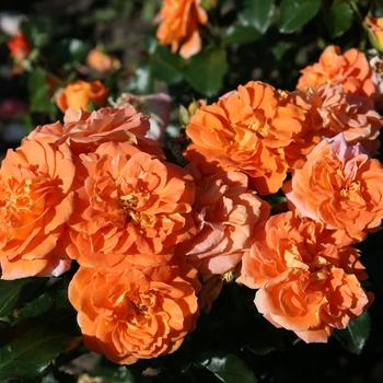 Rosa Veranda® '' (219597)