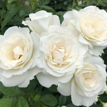 Rosa Veranda® '' (219606)