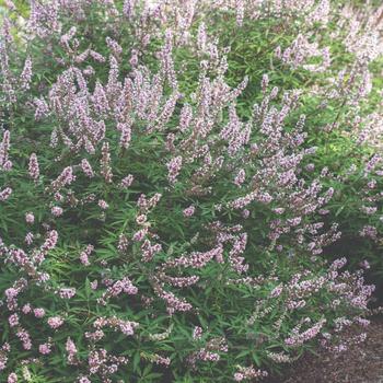 Vitex agnus-castus 'Pink Pinnacle™' (219608)