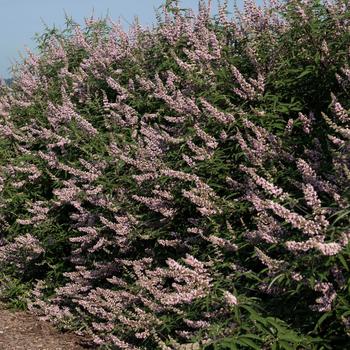 Vitex agnus-castus 'Pink Pinnacle™' (219610)