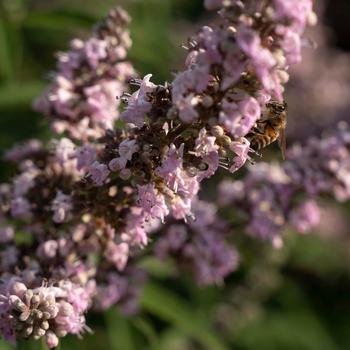 Vitex agnus-castus 'Pink Pinnacle™' (219611)